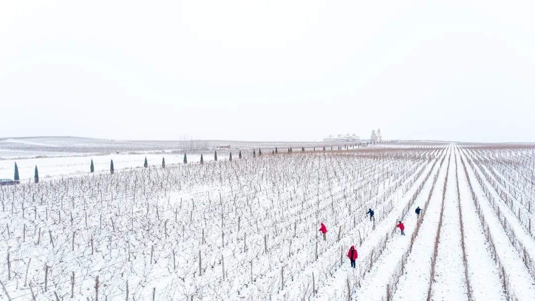 九頂莊園 | 雪，是自然送給大地的情書